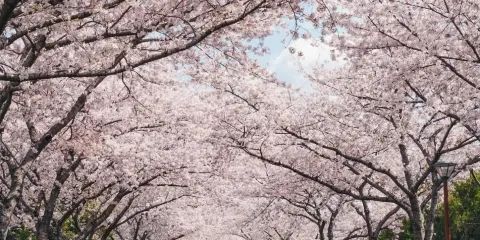 濟州典農路 + 濟州大學 + 鹿山路|櫻花與海岸+油菜花同框