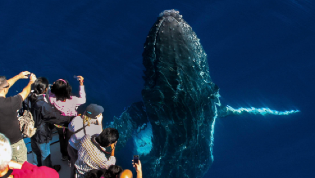 澳洲黃金海岸遊艇賞鯨之旅【與海洋專家一同近距離觀賞座頭鯨】