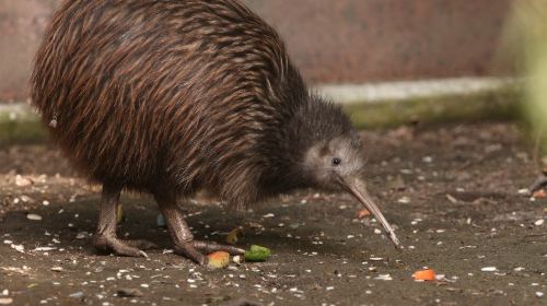 Waitomo glowworm caves + Te Puia geothermal park + Maori culture + Rotorua 16-person group tour Day Tours