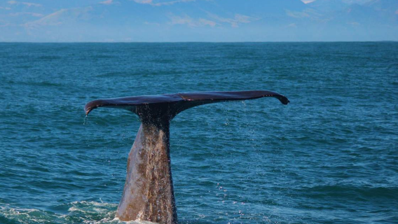 Kaikoura whale watching cruise