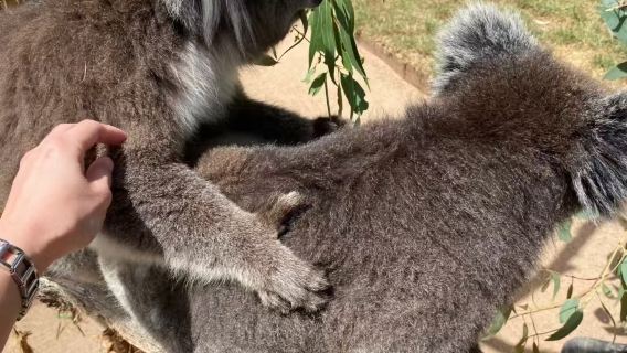 Australia Melbourne Pekan Perlombongan Emas Bukit Sovereign + Taman Hidupan Liar Ballarat lawatan sehari sewaan peribadi