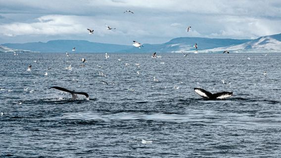 Iceland Reykjavik Menonton Paus + Kolam Langit + Perla + Matahari Tengah Malam - Sewaan Peribadi - Pilihan Terbaik