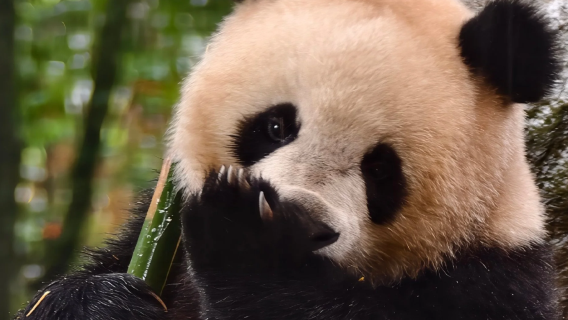 [tour per piccoli gruppi (10 persone)|opzione inglese] Base di Shenshuping a Wolong: Esperienza da volontario con i panda giganti + tour di un giorno