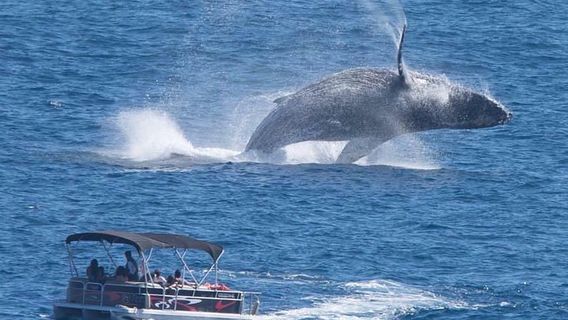 Cabo San LucasExperiences