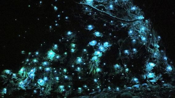 Recorrido nocturno por el Parque Nacional Temporal de Gold Coast y las Cuevas Glowworm ( entrada incluidas)