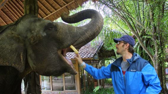 Trọn gói: Tour trong ngày Bali Safari Journey với màn biểu diễn động vật và cho voi ăn