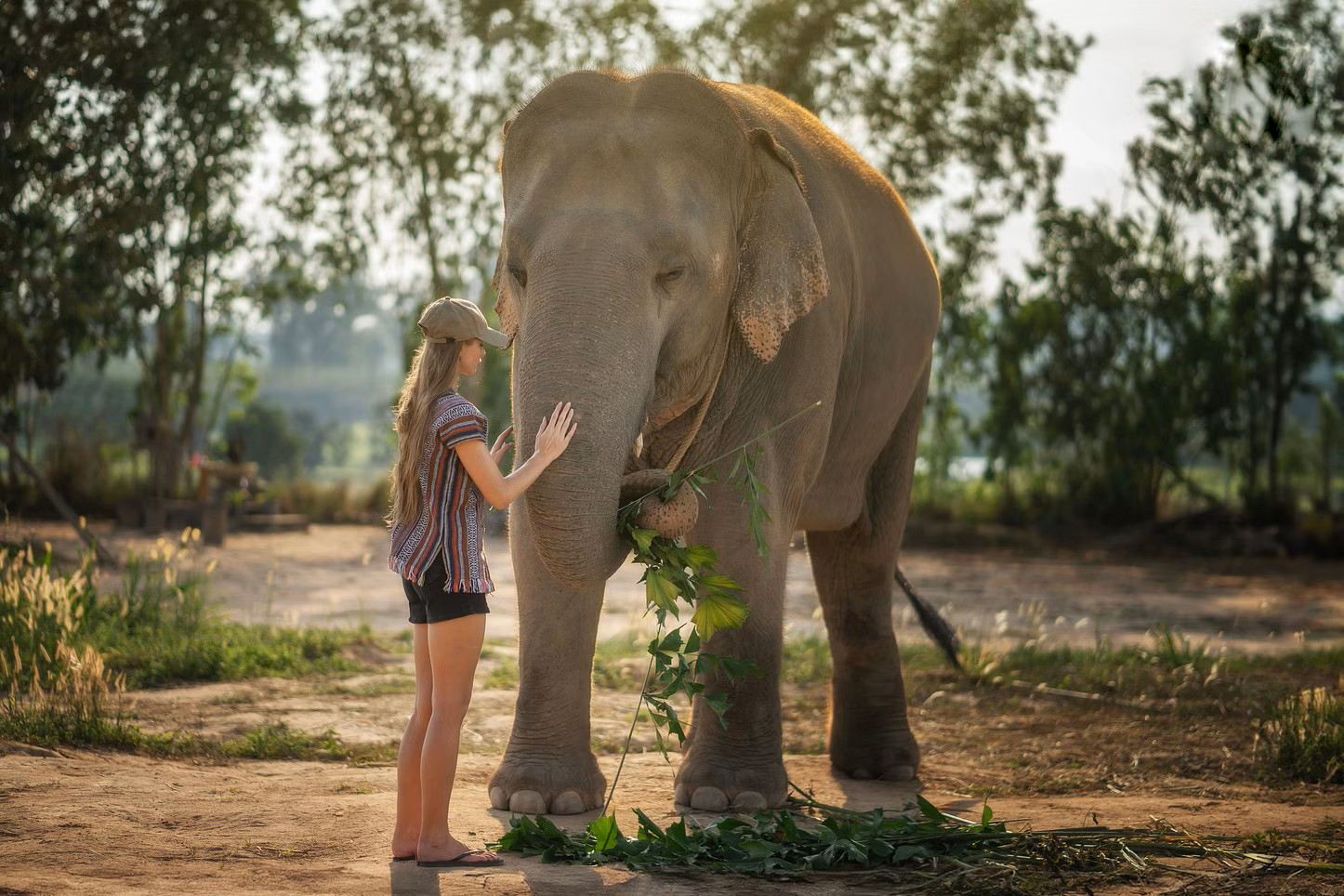 Tour giornaliero al Santuario degli Elefanti di Pattaya [Trasferimento condiviso/Partenza mattutina o pomeridiana disponibile]