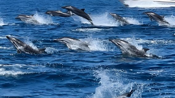 阿曼出海看海豚+皇家歌劇院+國博+皇宮+穆特拉堡+市集一日遊