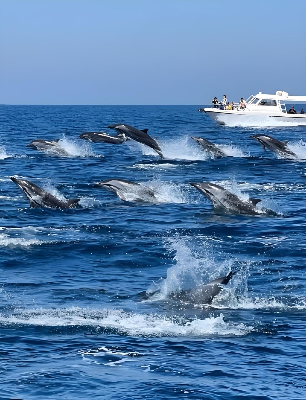 阿曼出海睇海豚+皇家歌劇院+國博+皇宮+穆特拉堡+市集一日遊