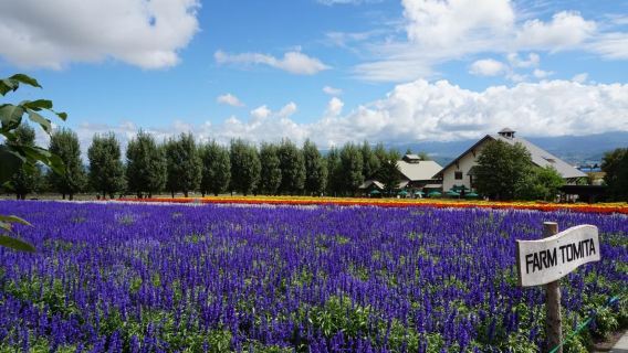 1-Day Tour of Four Seasons Color Hill + Farm Tomita + Blue Pond / Fantasy Shell Road | Optional Buffet