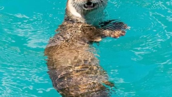 ○ 2-tägige private Hochgeschwindigkeitszugtour von Chengdu nach Jiuzhaigou + Huanglong + Fahrertransferservice