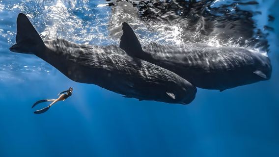 モーリシャス スピードボートでクジラ追跡 + シュノーケリング 【相乗り/チャーター】* 日曜日運休