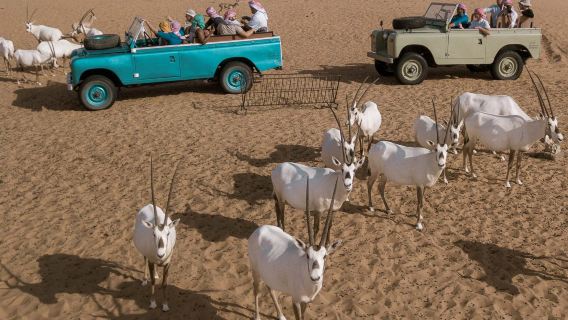 Warisan Budaya Land Rover VIP Retro Dubai Menyeberangi Rizab Gurun untuk Menjelajah Padang Belantara Antelop