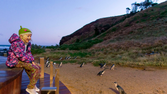 Tour 1 ngày đảo Phillip: Diễu hành chim cánh cụt (Khởi hành từ Melbourne)