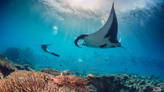 IndonesiaBaliSnorkeling at Nusa PenidaDiscover divingSnorkeling3-9 hours [manta point & West Tour]