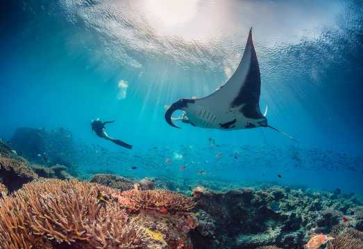 IndonesiaBaliSnorkeling at Nusa PenidaDiscover divingSnorkeling3-9 hours [manta point & West Tour]