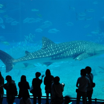 Đặt hàng sau khi tư vấn/Dịch vụ xe đưa đón điểm đến tại Công viên Hải dương, Lâu đài Shuri, Làng Ryu