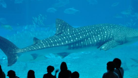 Reservar después de consultar / Parque Oceanográfico de Okinawa, Castillo Shuri, Aldea Ryukyu, Cabo Manzamo, Aeropuerto de Isla Kohama en Isla Ishigaki, Japón / Transporte puerta a puerta / Guía conductor para viajes turísticos / Servicio de vehículo privado