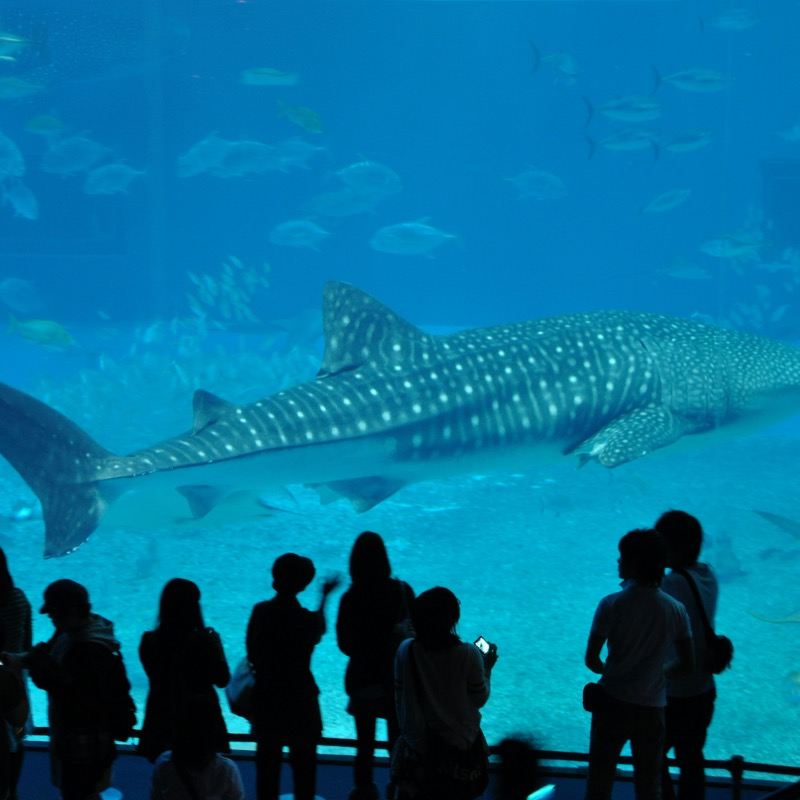 Book after consultation/Japan Okinawa Ishigaki Ocean Expo Park Shuri Castle Ryukyu Mura Cape Manzamo Kohama Island Airport/Point-to-point car service/Tour guide and driver/Private car service