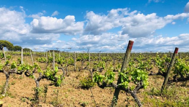 ทัวร์คอร์ก 2 ชั่วโมงด้วยรถจี๊ป