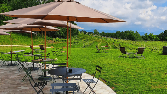 Conegliano: tour tra le colline e i vigneti del Prosecco