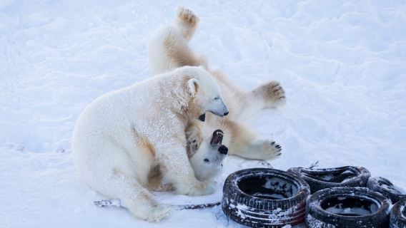 Rovaniemi: Day at Ranua Wildlife Park Arctic Zoo