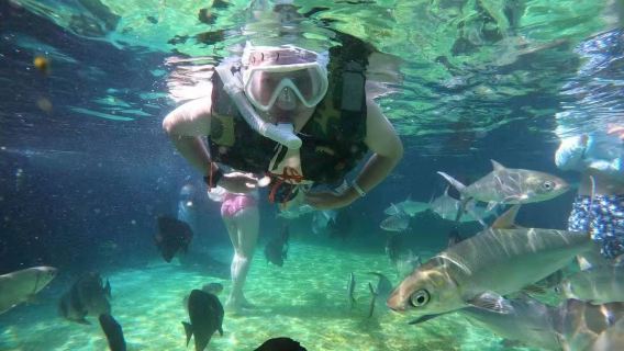 陵水分界洲島體驗潛水浮潛2小時【魔鬼魚浮潛+堡礁浮潛+含景區門票船票+浮潛裝備+贈送拍攝 沖淡】