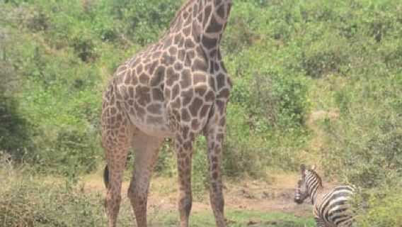Dari Diani atau Mombasa: Lawatan Hari Taman Negara Timur Tsavo