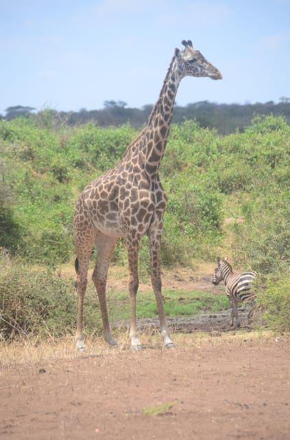 From Diani or Mombasa: Tsavo East National Park Day Trip
