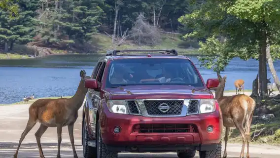 Montebello, QC: General Admission to Parc Omega