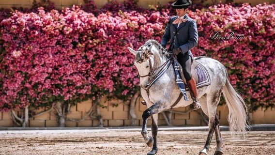 Jerez: Jelajah Kuda Carthusian Yeguada de la Cartuja