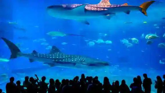 沖繩北部一日遊|美麗海水族館・萬座毛・古宇利島・備瀨福木林道