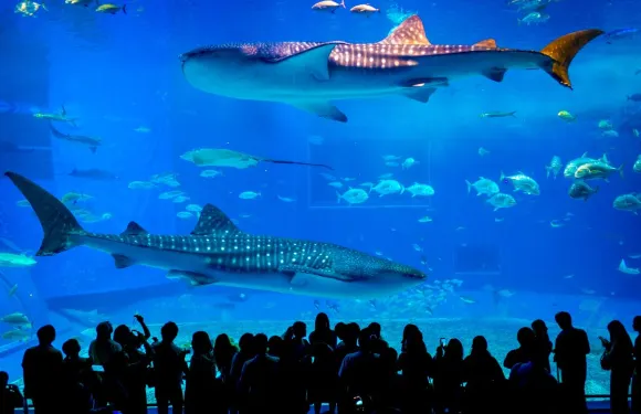 沖繩北部一日遊｜美麗海水族館・萬座毛・古宇利島・備瀨福木林道