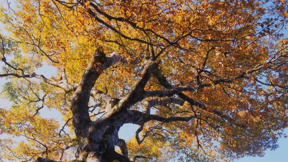 山毛櫸季節路線+見晴懷古步道+鳩之澤溫泉【太平山一日遊】