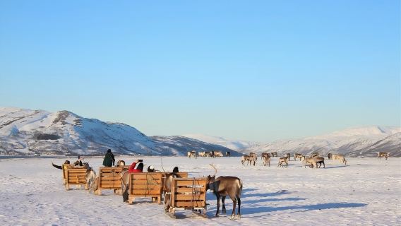 Tromso|Reindeer sledding + feeding reindeer + Sami cultural experience