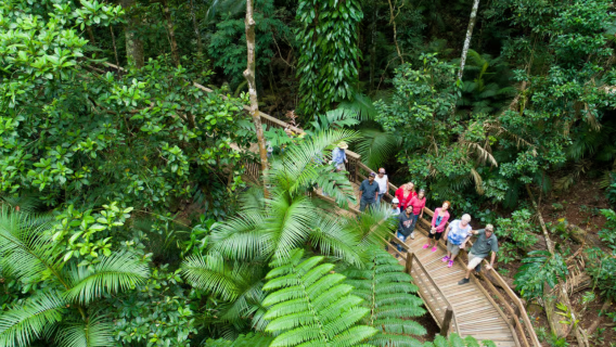 [Entdeckungstour] Tagesausflug nach Cape Tribulation in Cairns, Wildlife Habitat und Daintree-Regenwald
