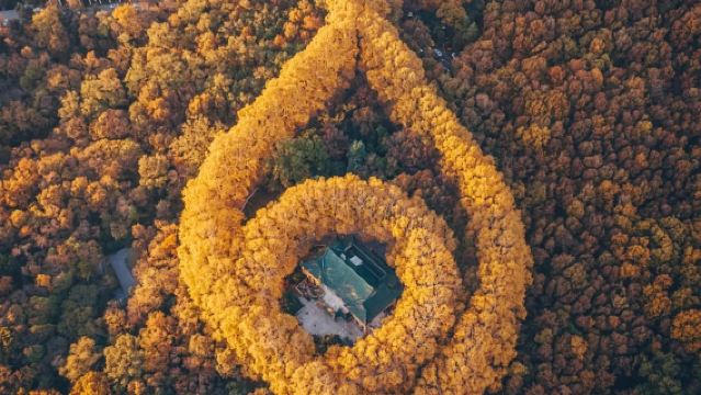 【私家團不拼團】中山陵景區+音樂台+美齡宮+梧桐大道3小時人工講解·含高清耳麥