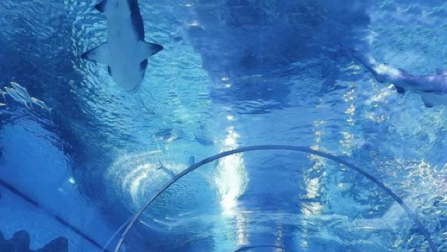 新加坡-科學中心-亞洲雨林探險園-觀光巴士【市區上門接駁】