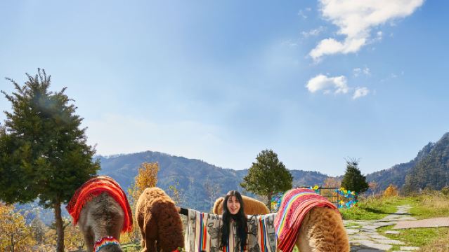 Alpaca World + Gangchon Railbike + Nami Island + Garden Light Festival One Day Tour (Depart from Seoul)