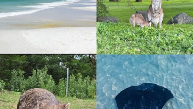 Lawatan Sehari Sydney Selatan | Gerringong & Pantai Putih & Ikan Pari & Lembah Kanggaru