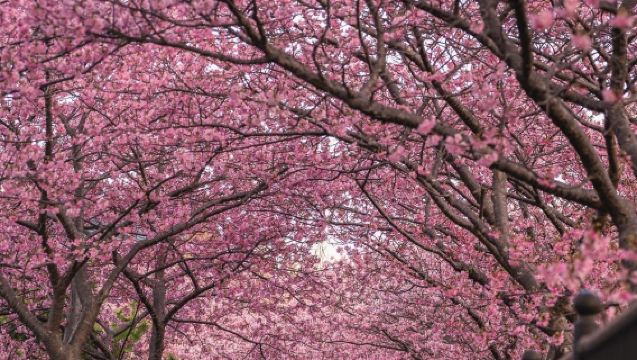 Lawatan Sehari Sewaan Peribadi Romantik Melihat Bunga Sakura di Izu