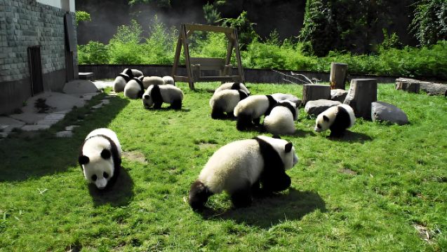 成都天府機場出發大熊貓繁育研究基地 私人包車一日遊 【時間彈性+落地直達】