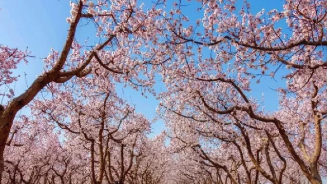 China Xinjiang: Apricot Blossom Viewing at Toksun County + Panjir Stone Forest from Urumqi (round-trip) | Customizable