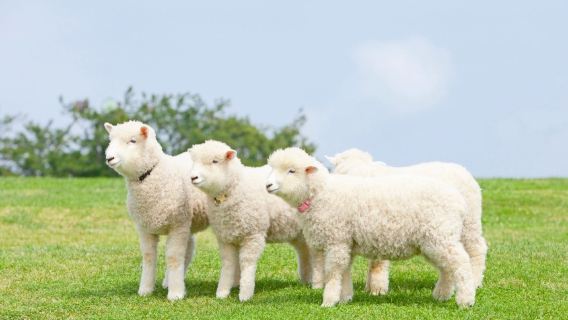 Family-friendly 1-day tour to Tokyo Chiba Mother Farm and Futtsu coast