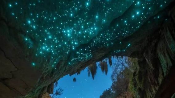 Australia Brisbane pergi-balik Gua Kunang-Kunang Gunung Tamborine + Ladang Syurga | Itinerari Boleh Dilaras