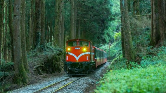 Lawatan Sehari Pemulihan di Gunung Ali | Kumpulan Pokok Raksasa · Kereta Api Hutan · Fenqihu | 3 orang untuk membentuk kumpulan