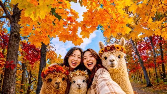 Alpaca World + Nami Island + Gangchon Railbike One Day Tour (From Seoul)