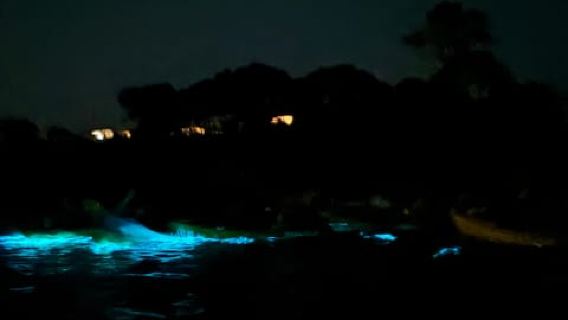 Auckland: Passeio de Caiaque para Ver Bioluminescência com Guia