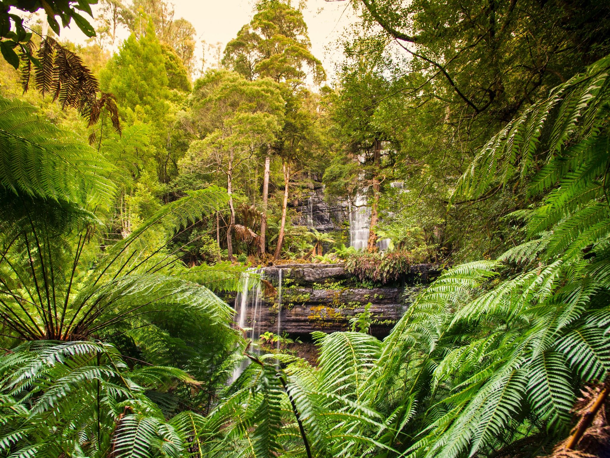 塔斯馬尼亞費爾德山國家公園+LARK（或升級波諾朗動物園）