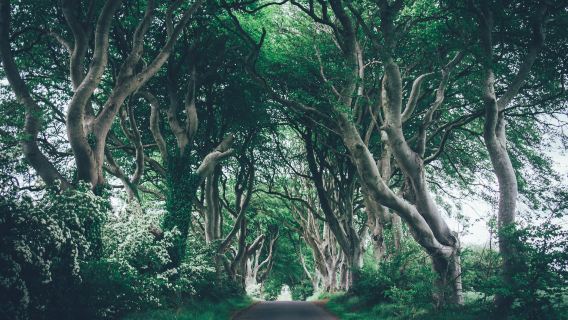 ทัวร์ 1 วัน เบลฟัสต์ อังกฤษ: ถนนต้นไม้มืด + ไจแอนต์สคอสเวย์ + สะพานแขวนคาร์ริก